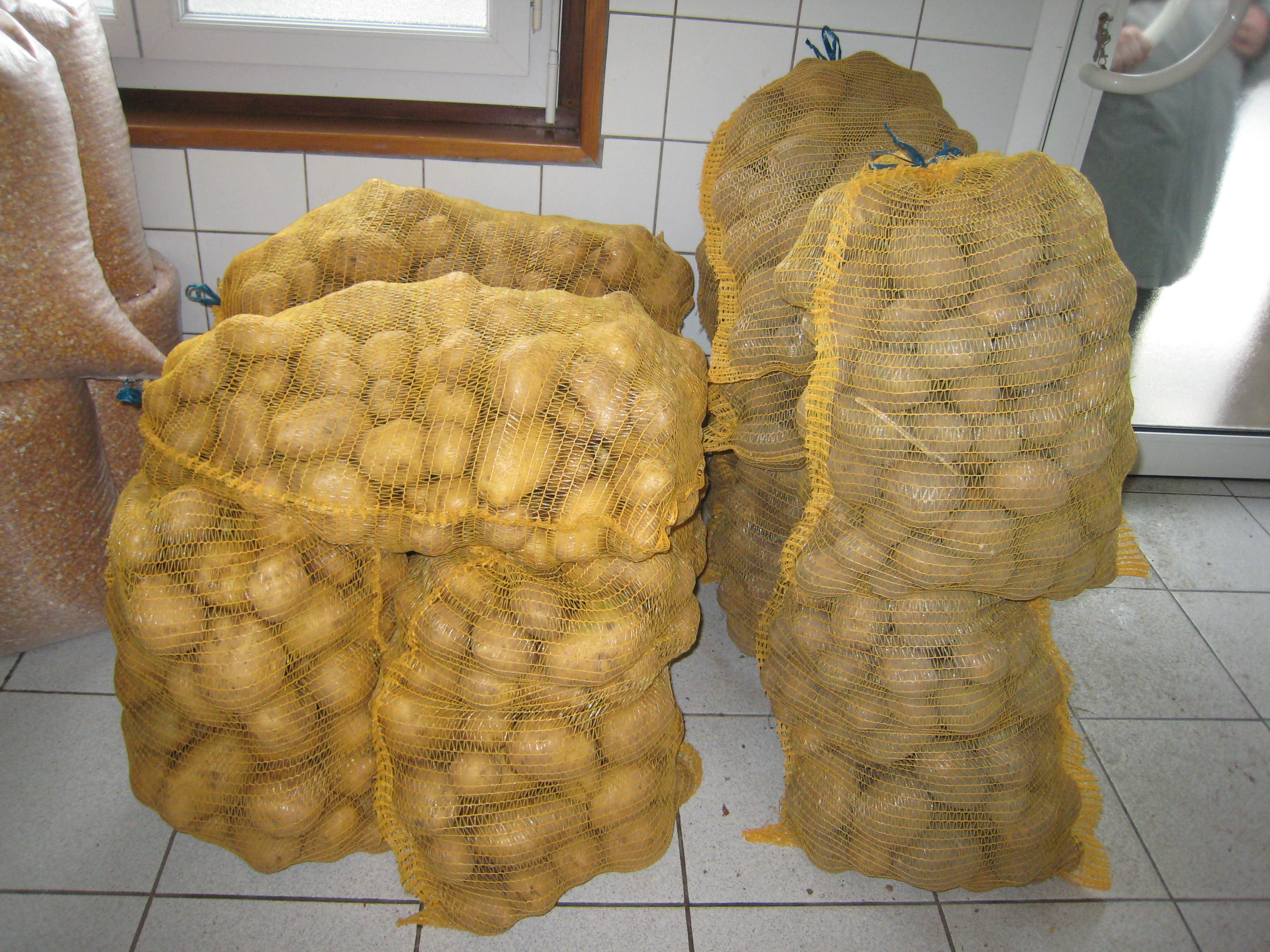 image pomme de terre